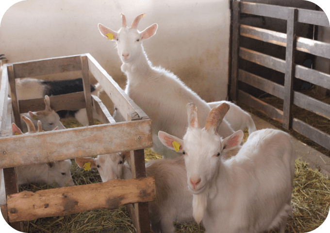 100% натуральные ингредиенты